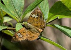 Pseudocoladenia dan fatih