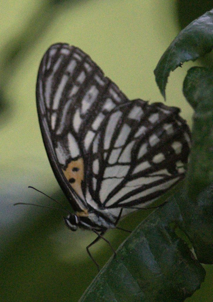 Tigerbrown
