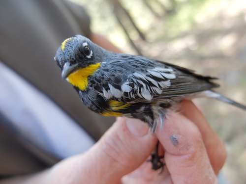 iNaturalist observation photo of Audubon's Warbler