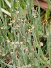 Cladonia gracilis gracilis
