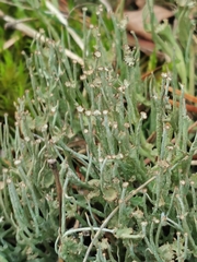 Cladonia gracilis gracilis