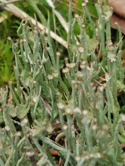 Cladonia gracilis gracilis