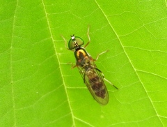 Sargus fasciatus