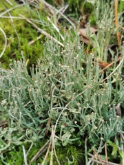 Cladonia gracilis gracilis