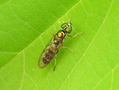Sargus fasciatus
