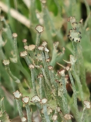 Cladonia gracilis gracilis