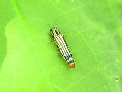Agrilus catherinae