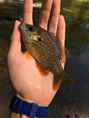 Lepomis gibbosus × cyanellus