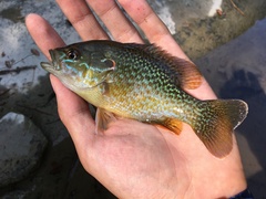 Lepomis gibbosus × cyanellus