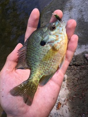 Lepomis gibbosus × macrochirus