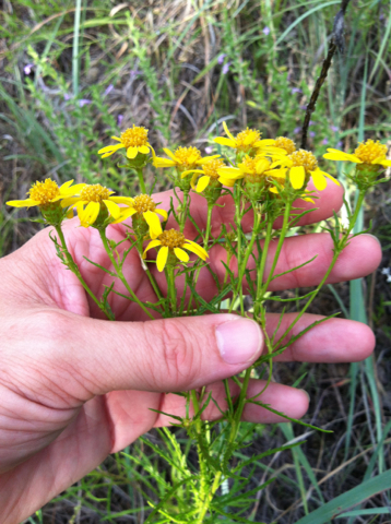 Dysodiopsis