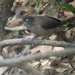 Blackcap Babbler (Dusky-Throated) - Photo (c) Nik Borrow, some rights reserved (CC BY-NC), uploaded by Nik Borrow