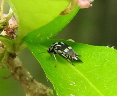Mordella tetraspilota