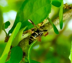 Hypalastoroides