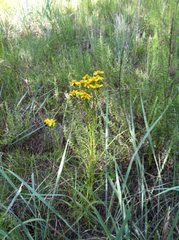 Dysodiopsis tagetoides
