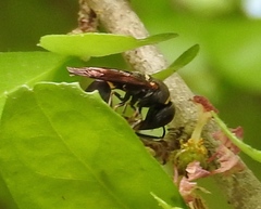 Hypalastoroides