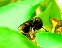 Hypalastoroides