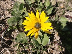 Arctotheca prostrata