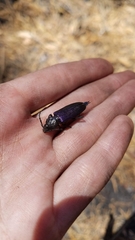 Semanotus amethystinus