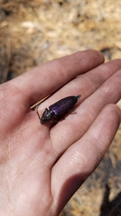 Semanotus amethystinus