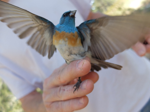 iNaturalist observation photo of Lazuli Bunting