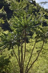 Comocladia platyphylla