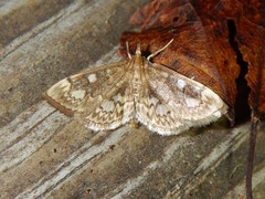 Anania coronata