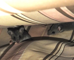 Peromyscus simulus