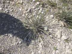 Yucca constricta