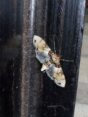 Azochis rufidiscalis