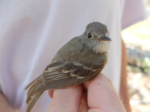 iNaturalist observation photo of Dusky Flycatcher