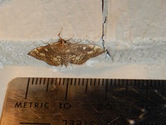 Anania coronata