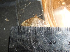 Anania coronata