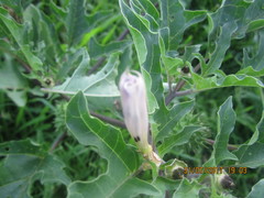 Datura stramonium