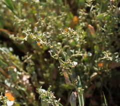 Atriplex pedunculata
