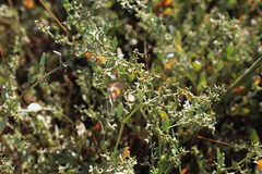 Atriplex pedunculata