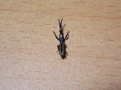 Brentus anchorago