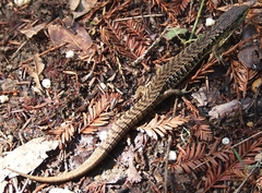 Elgaria coerulea coerulea