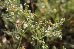 Atriplex pedunculata