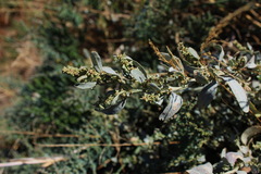 Atriplex pedunculata