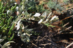 Atriplex pedunculata