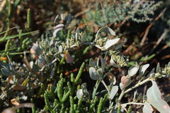 Atriplex pedunculata