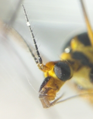 Nephrotoma appendiculata