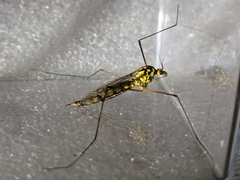 Nephrotoma appendiculata