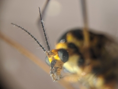 Nephrotoma appendiculata