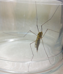 Nephrotoma appendiculata