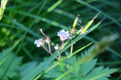 Geranium krylovii