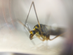 Nephrotoma appendiculata