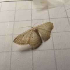 Scopula umbilicata
