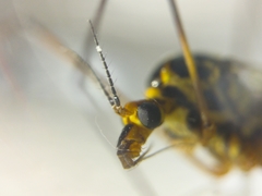 Nephrotoma appendiculata